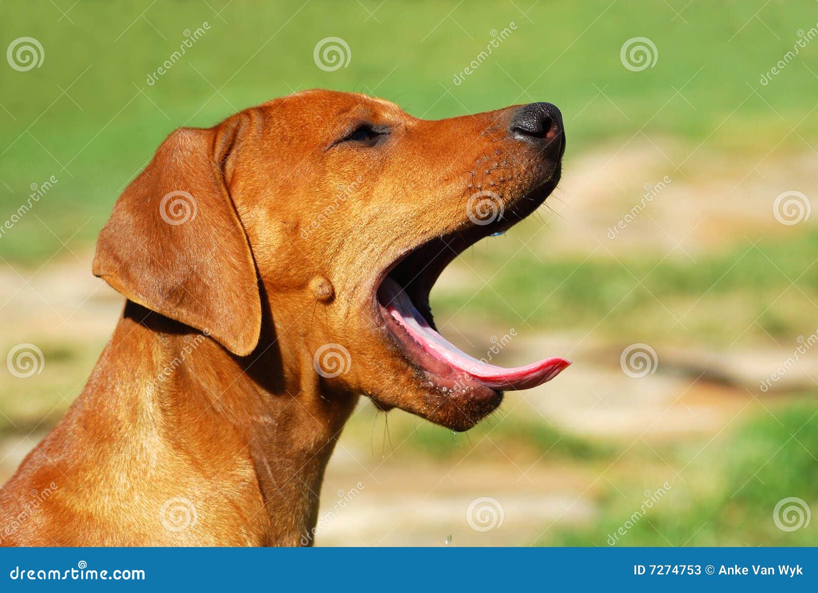 Yawning puppy stock image. Image of breeds, laughs, africa 7274753