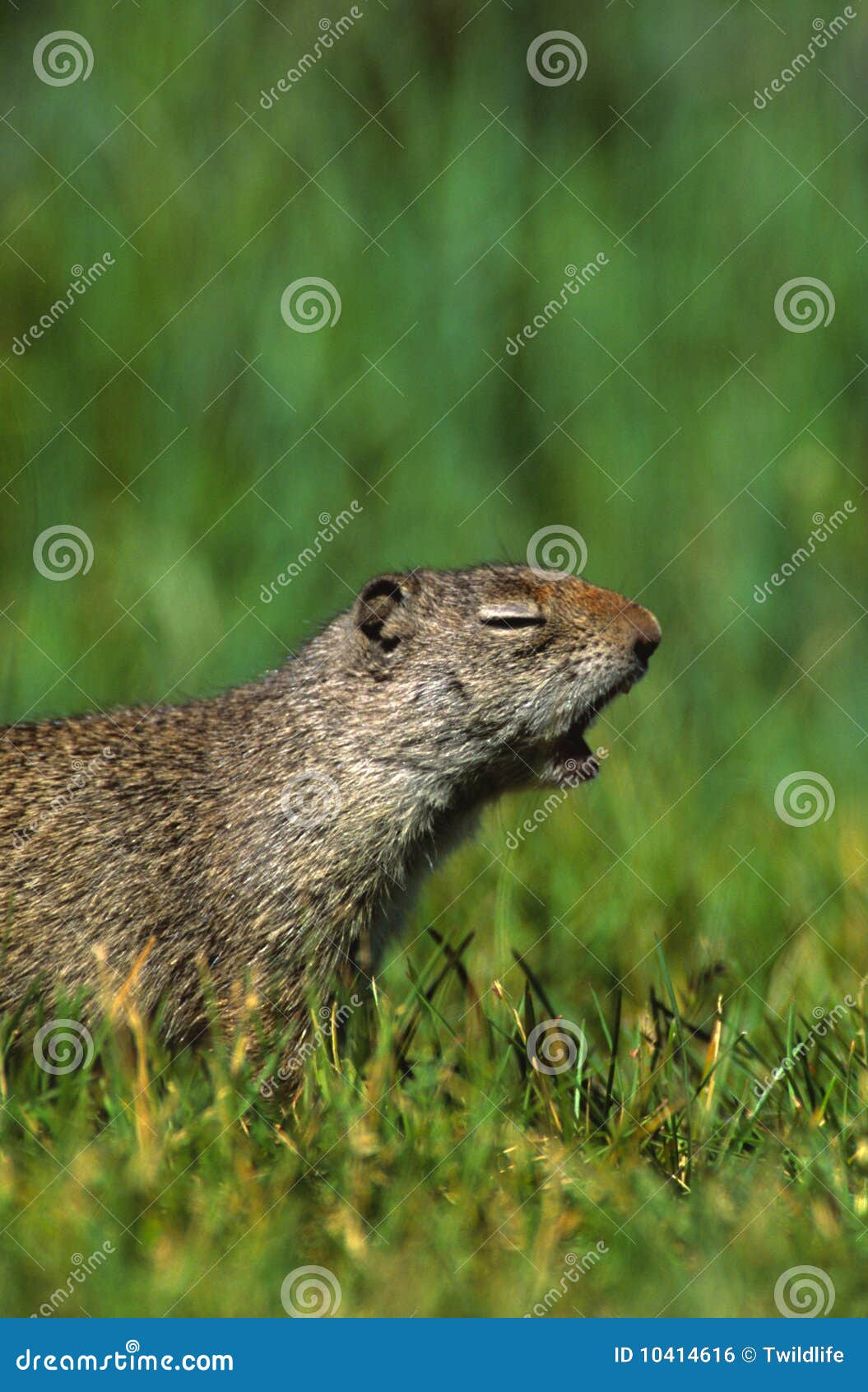 Yawning Uinta Ground Squirrel Stock Photo Image of rodent, uinta