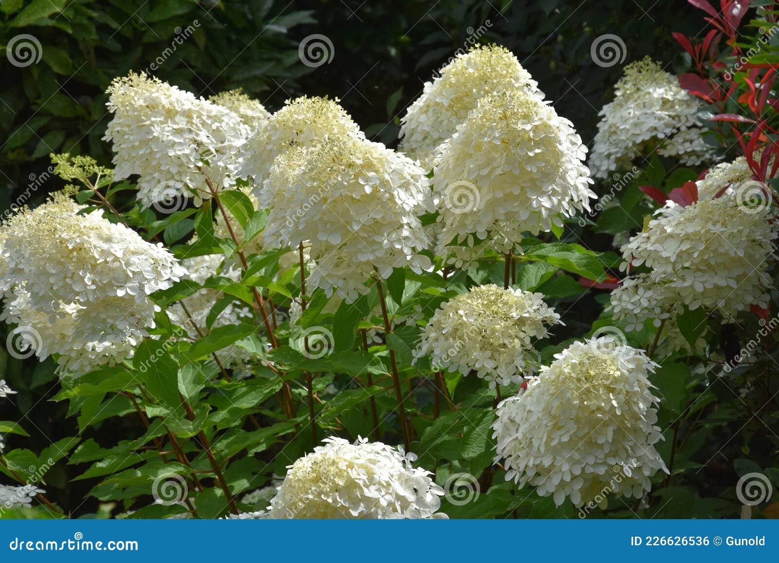hydrangea paniculata or limelight flower