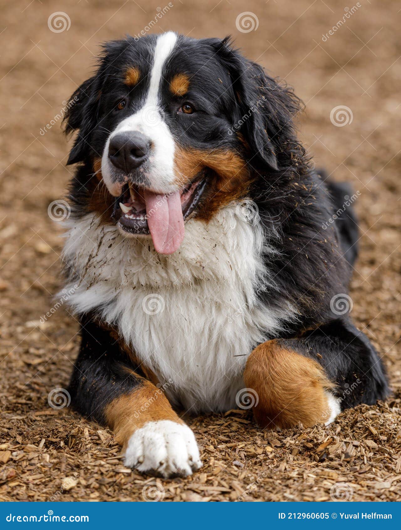 1 Year Old Bernese Mountain Dog Male Stock Image Image Of Head 1-year-old-bernese-mountain-dog-male-stock-image-image-of-head