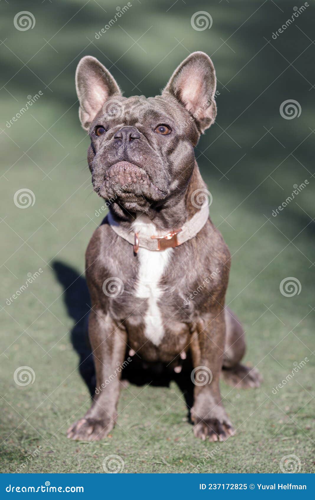 1-Year-Old Blue Brindle Frenchie Female Sitting and Looking Up Stock ...