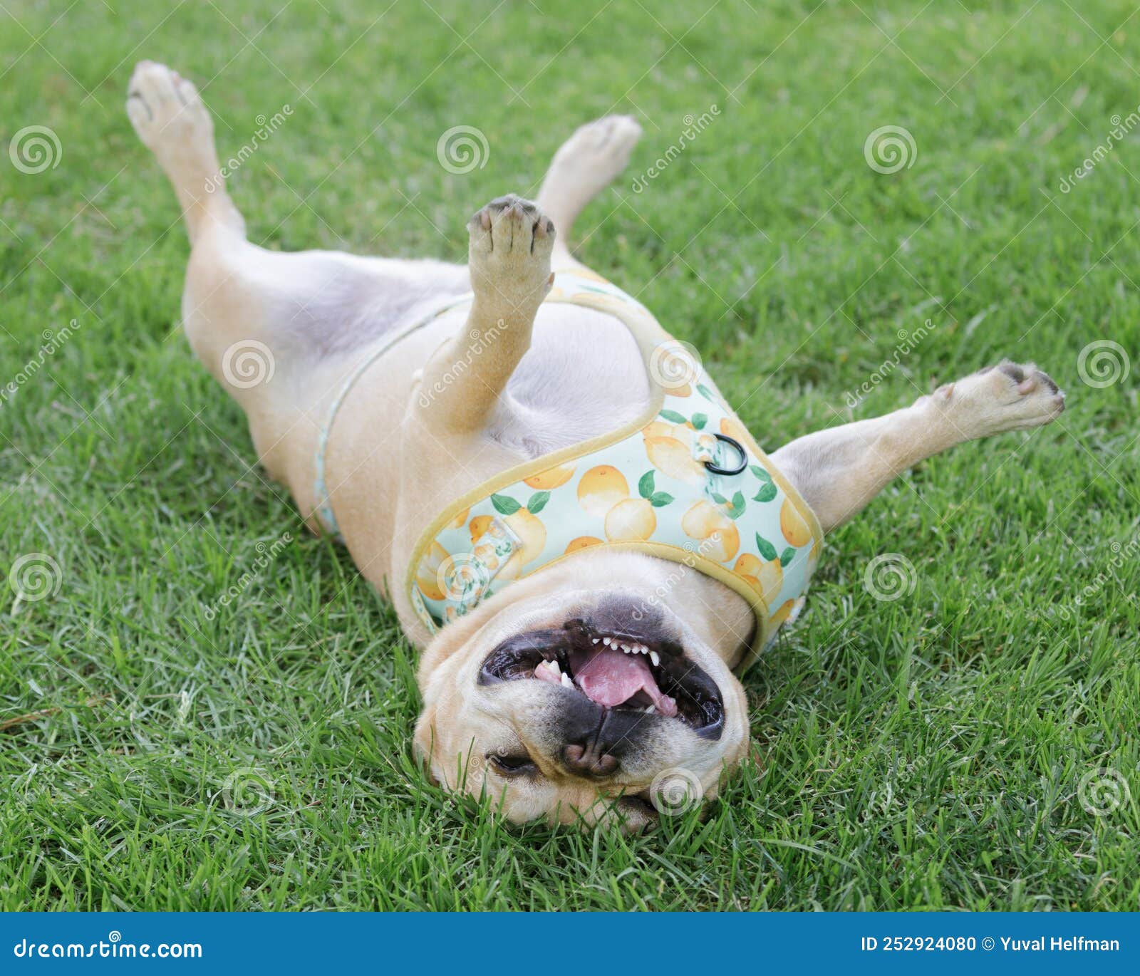 6-year-old french bulldog male rolling over and goofing off