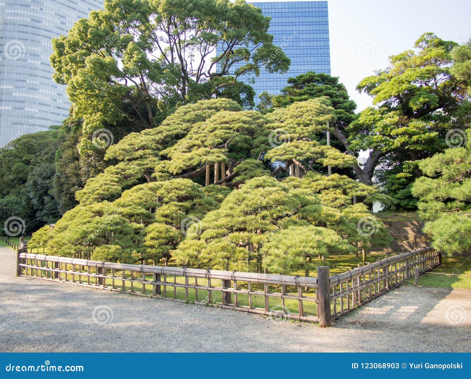 300 Year Old Pine Tree At Hama Rikyu Garden Tokyo Japan Stock