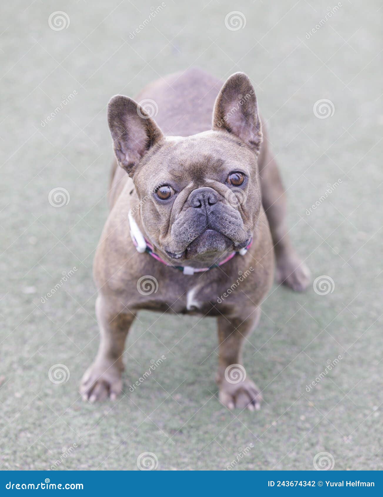 3-Year-Old Reverse Brindle Frenchie Female Standing and Looking at ...