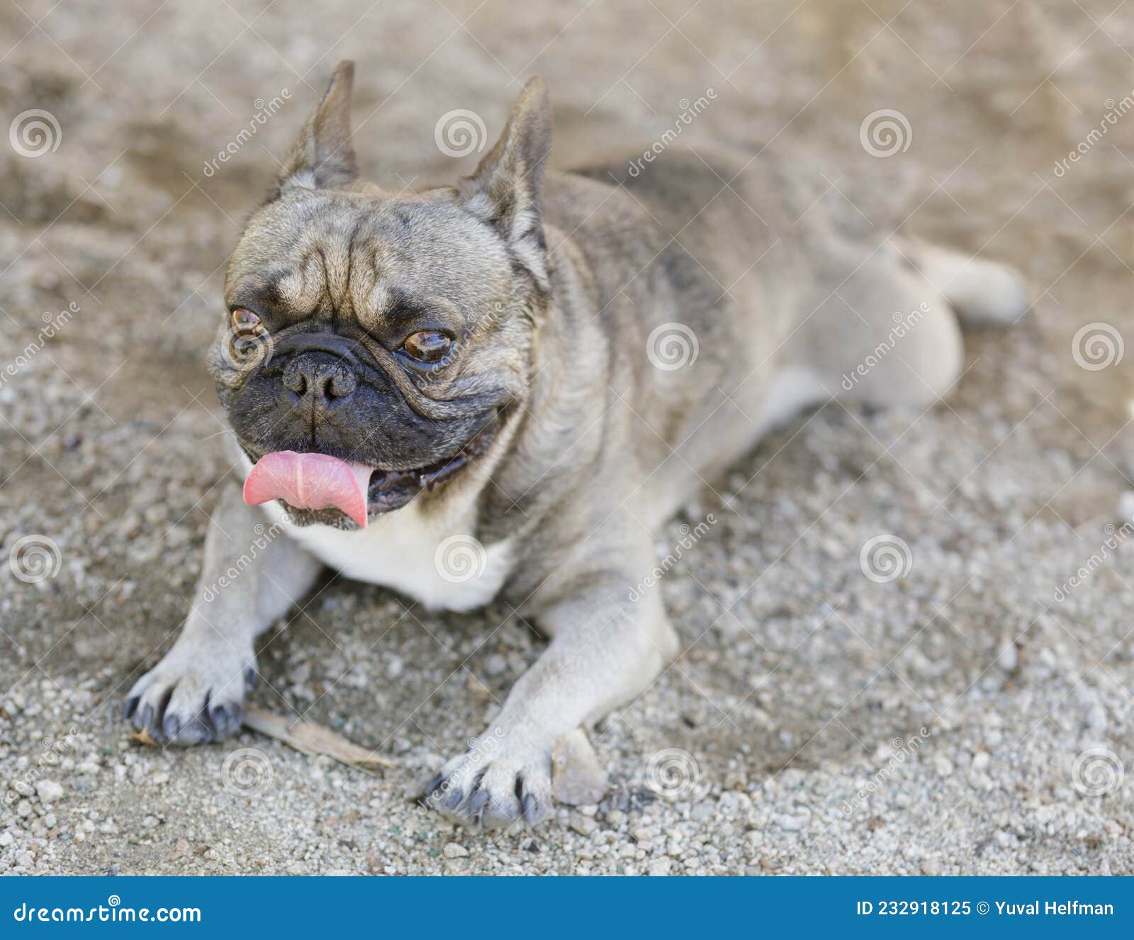 6-year-old sable male frenchie resting with tongue sticking out