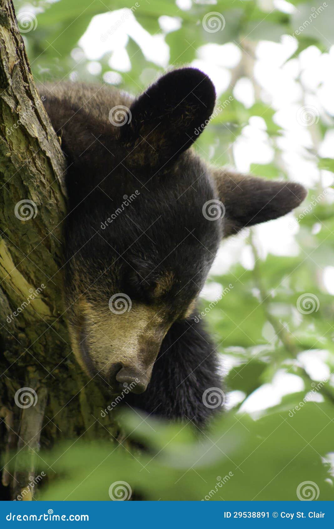 Yearling Black Bear Sleeping in a Tree Stock Image Image of curious
