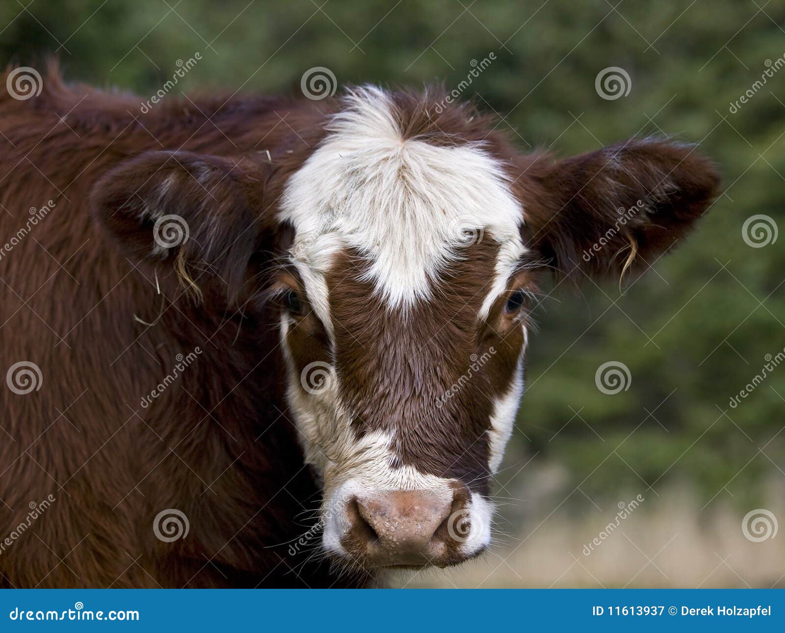 Yearling Calf stock image. Image of calf, head, farm 11613937