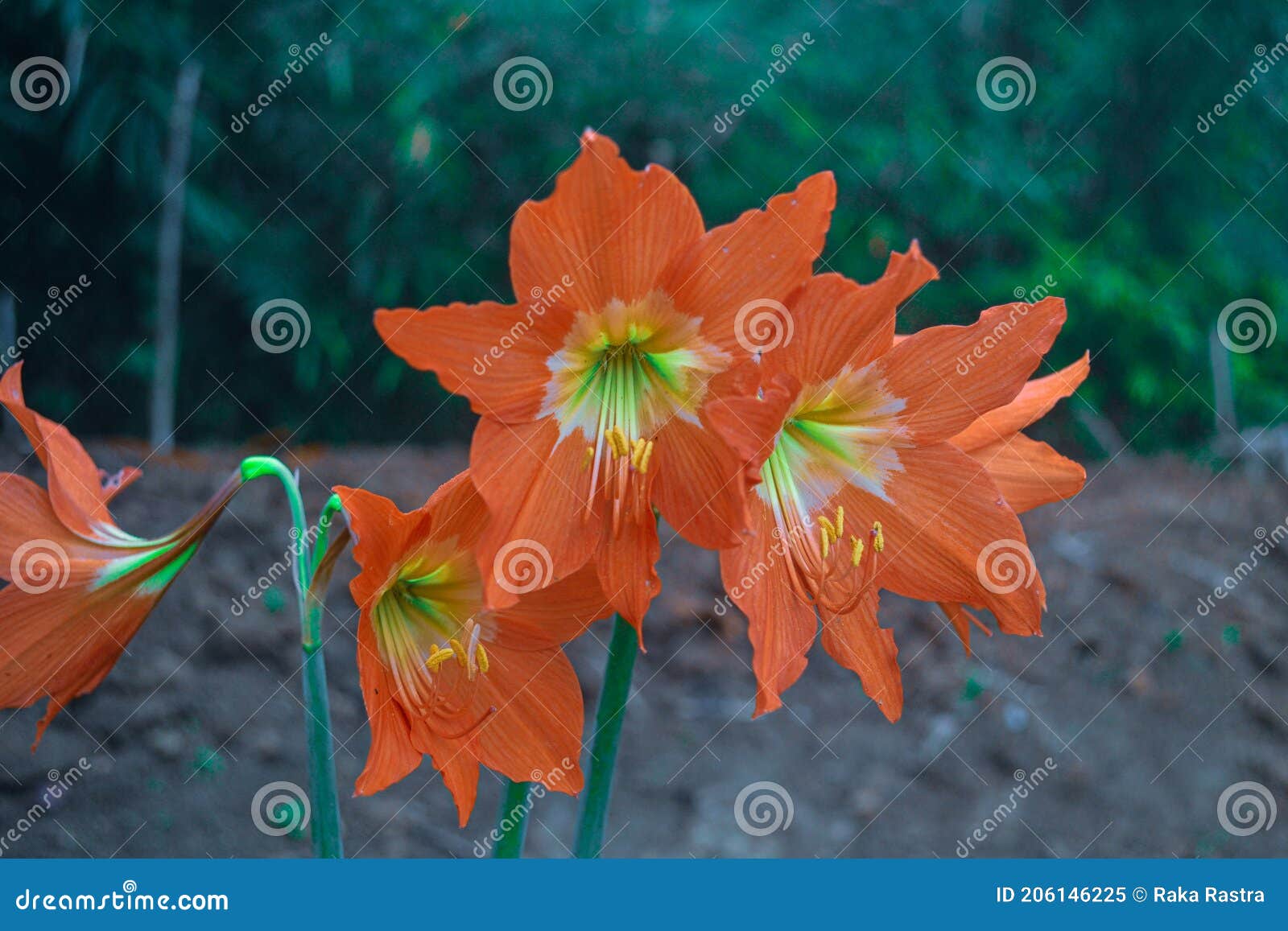 The yearning flower stock image. Image of herb, green 206146225