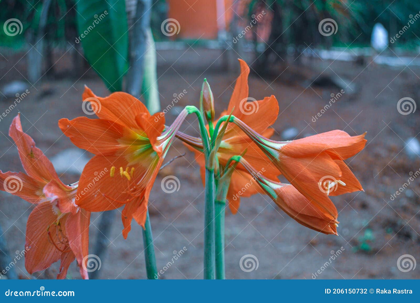 The yearning flower stock photo. Image of nature, tree 206150732