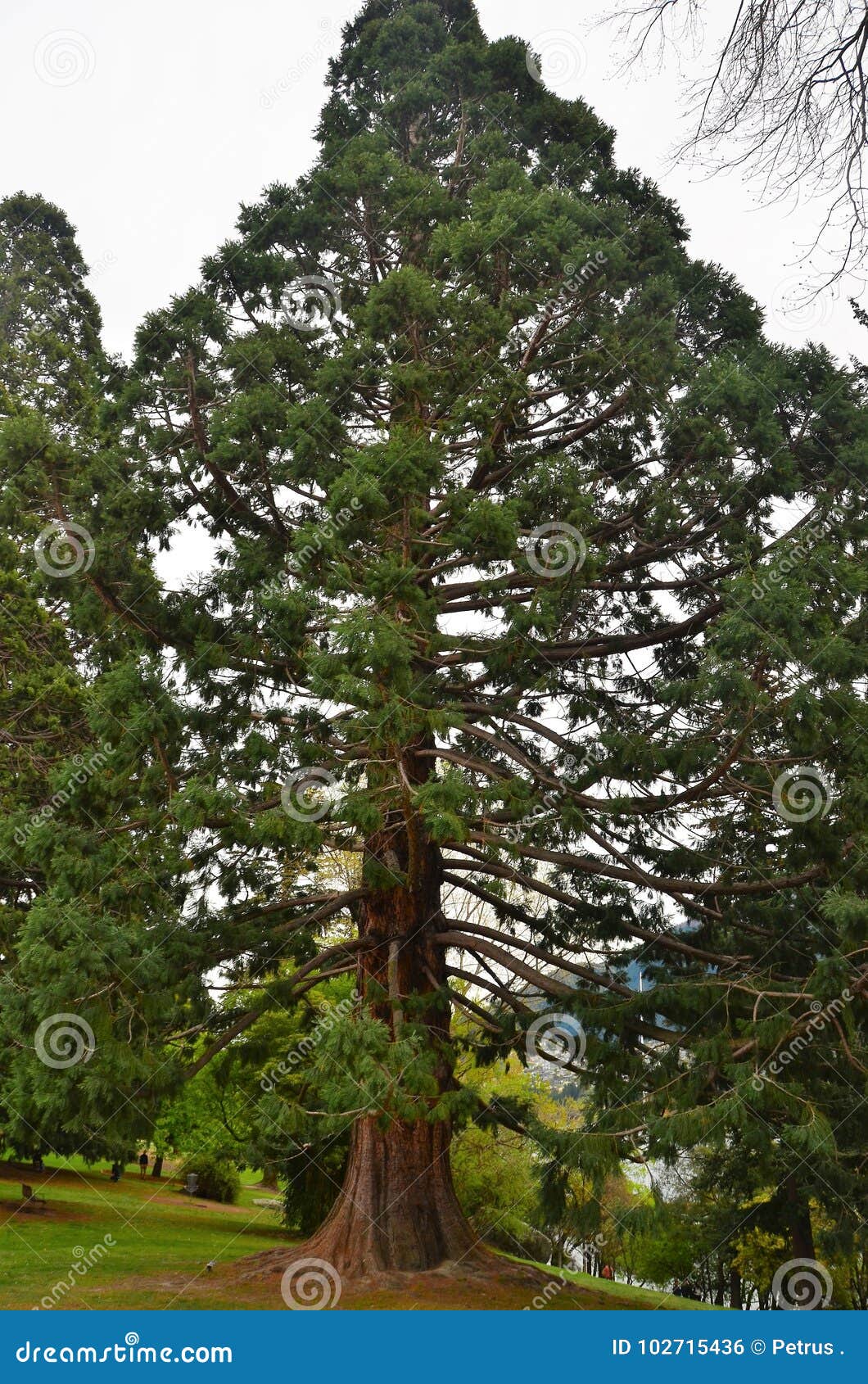 giant sequoia wellingtonia sequoiadendron giganteum