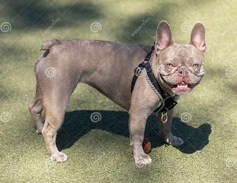 3-Years-Old Lilac Brindle Tan Merle Female Frenchie Stock Photo - Image ...