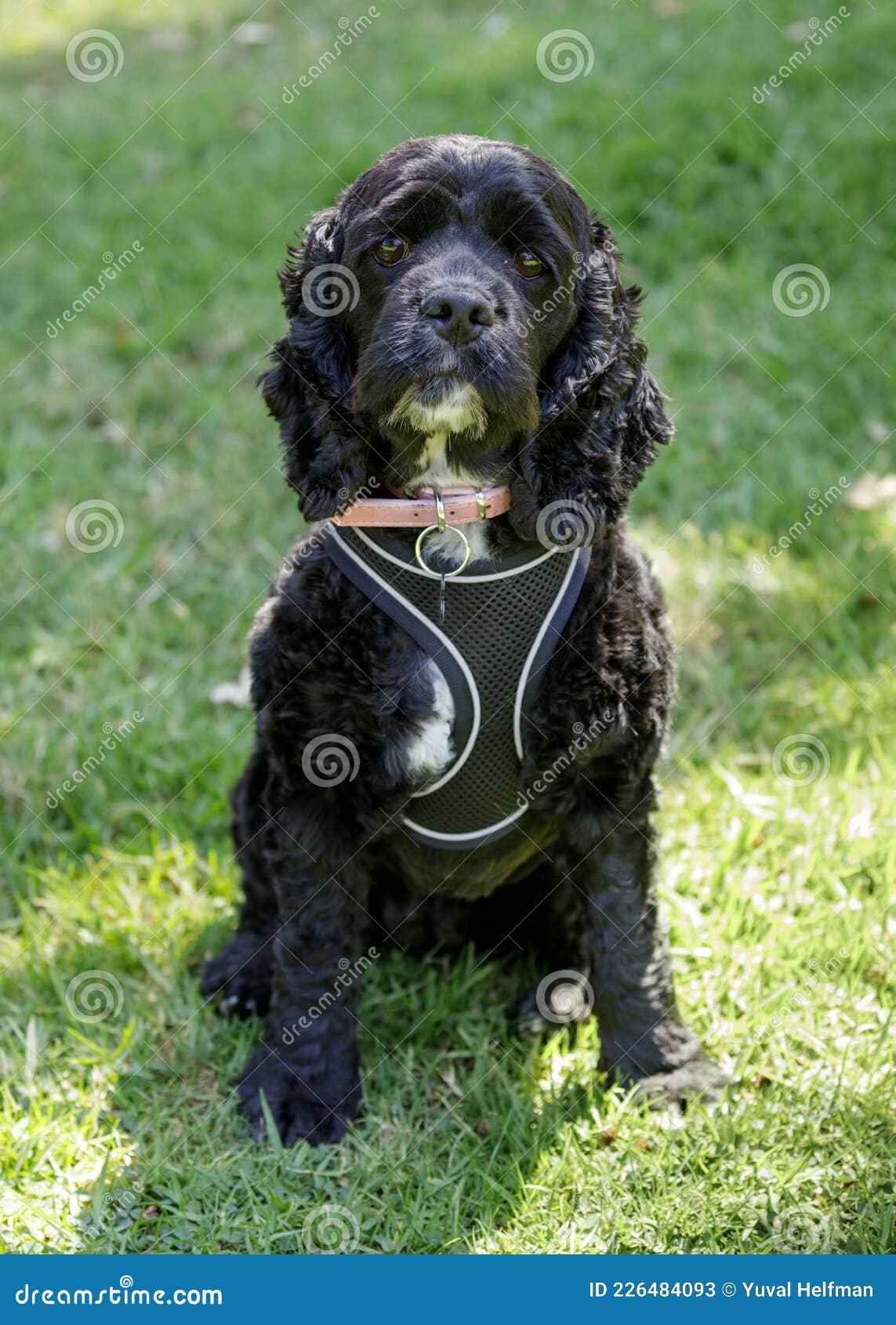 Udseende Drejning Institut 3-Years-Old Male Cocker Spaniel and Poodle Mix, AKA Cockapoo Stock Image -  Image of breed, head: 226484093