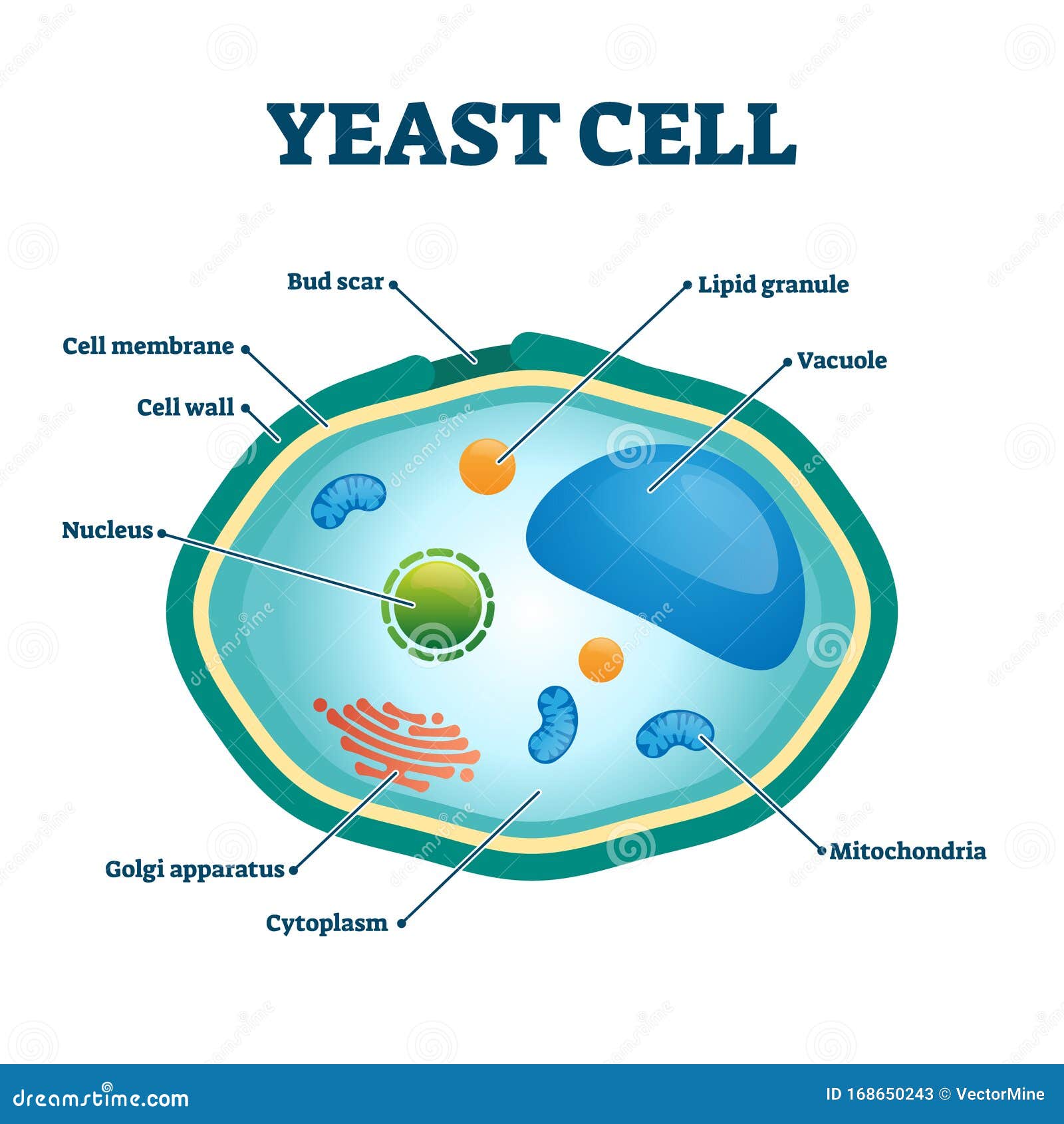Yeast Cell Vector Illustration. Labeled Organism Closeup Structure