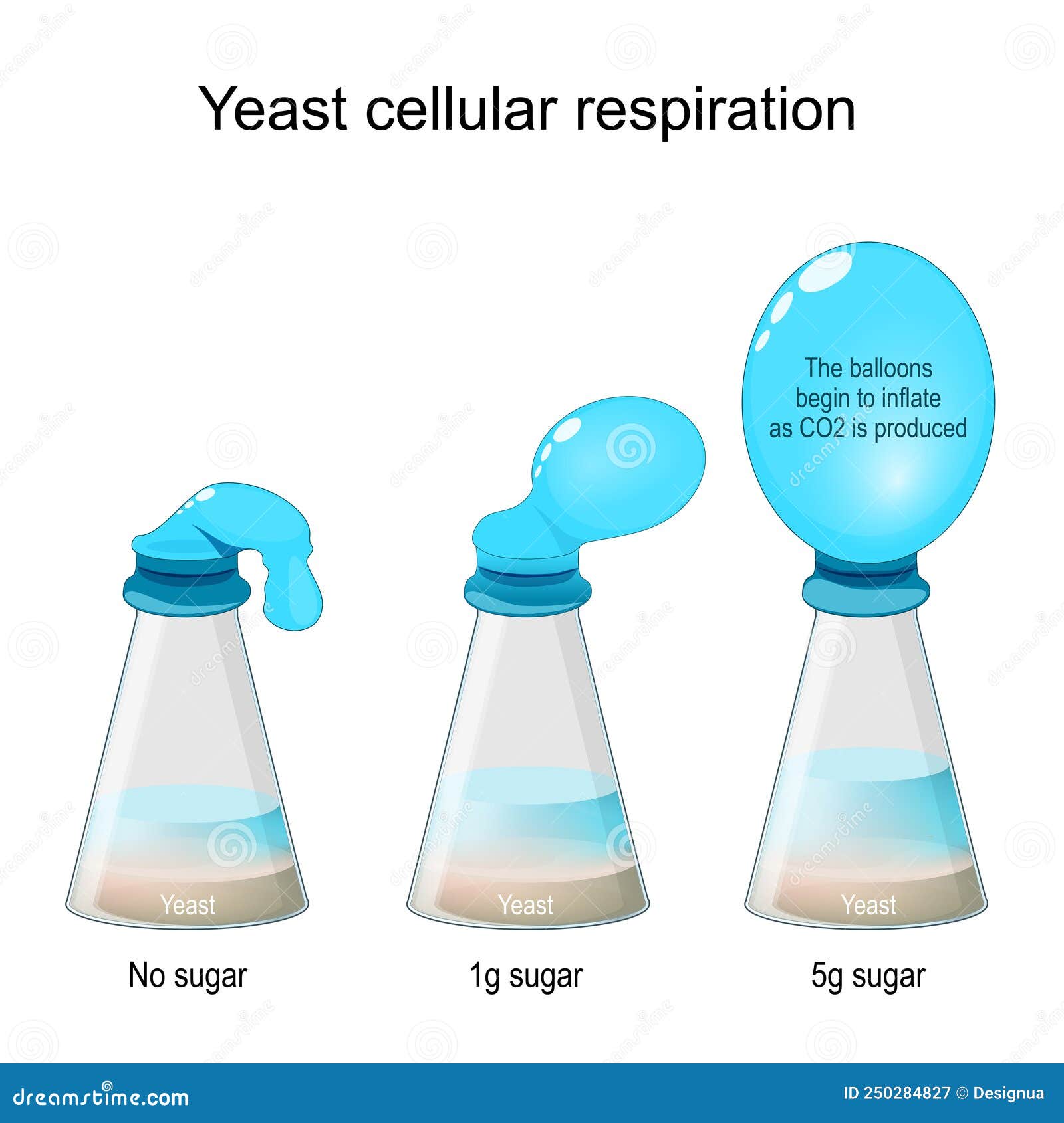 yeast cellular respiration lab. bottle balloon experiment