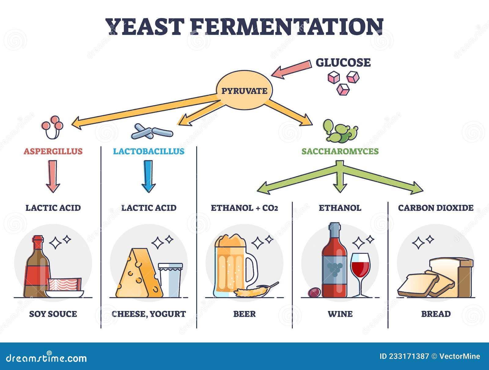 Yeast fermentation principle for drinks and food outline diagram. Labeled  educational chemical process with glucose and pyruvate steps vector  illustration. Added ingredients and final acid products. Stock Vector