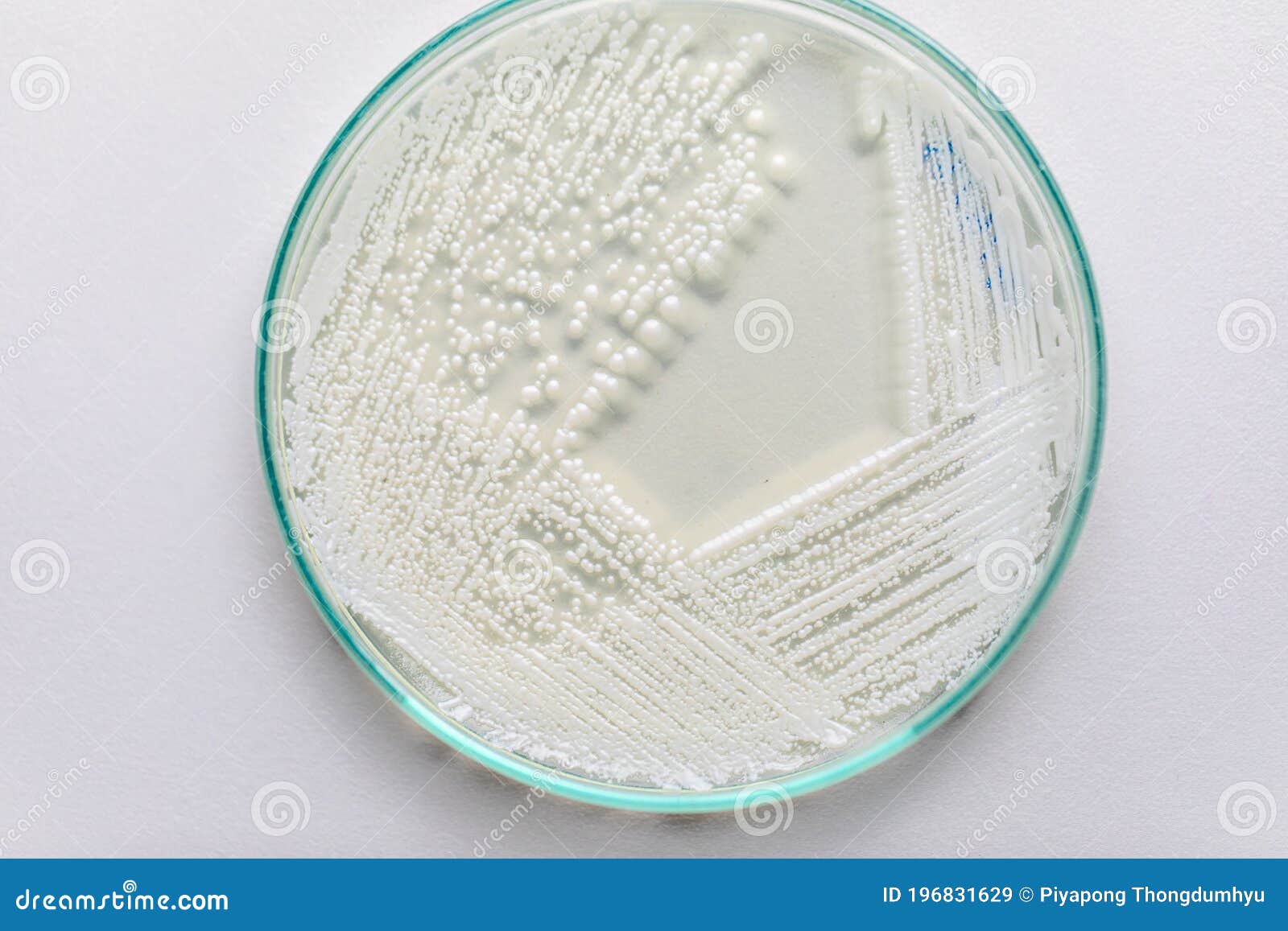 Yeast in Petri Dish for Education in Laboratories. Stock Image Image