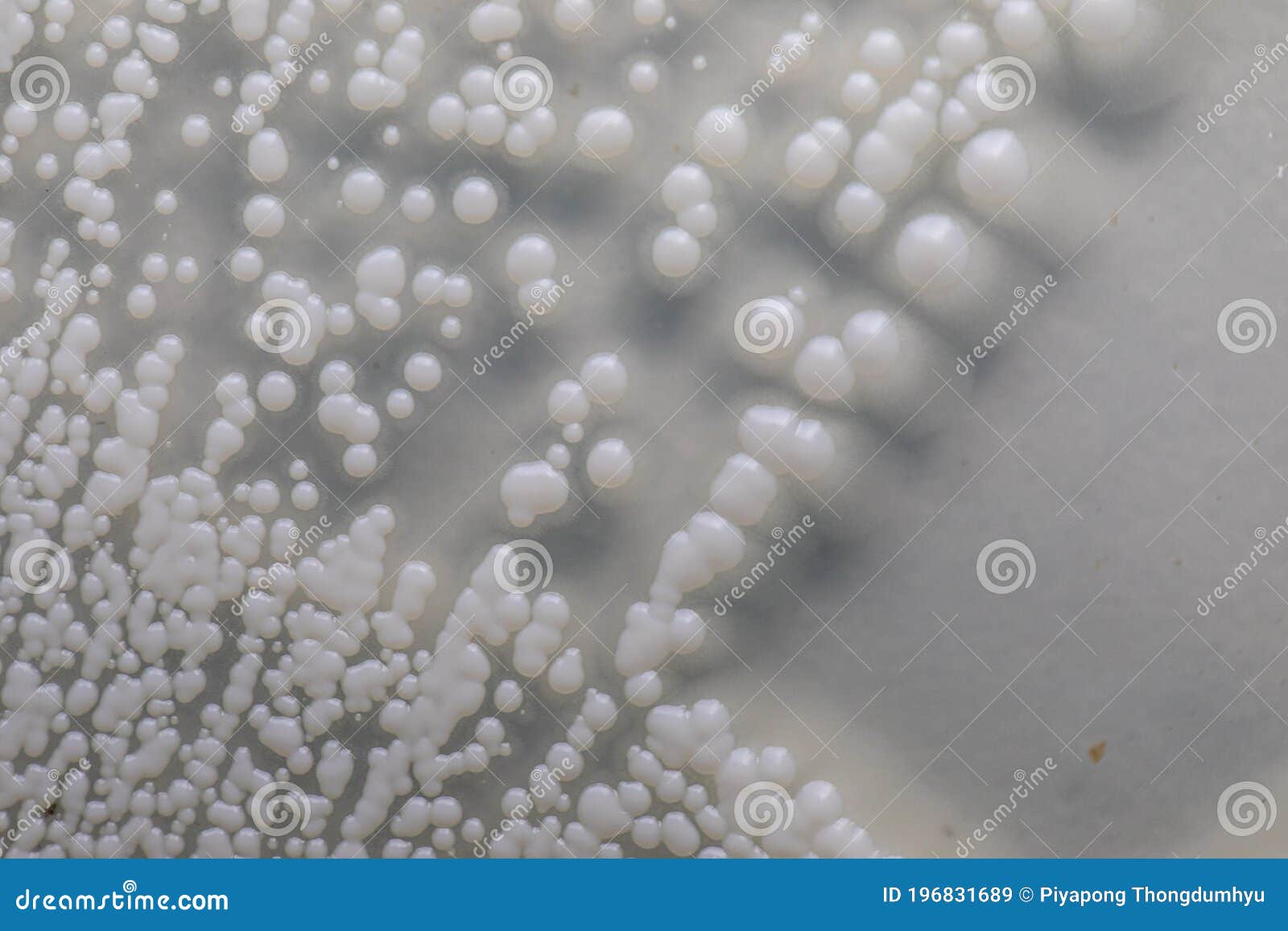 Yeast in Petri Dish for Education in Laboratories. Stock Image Image