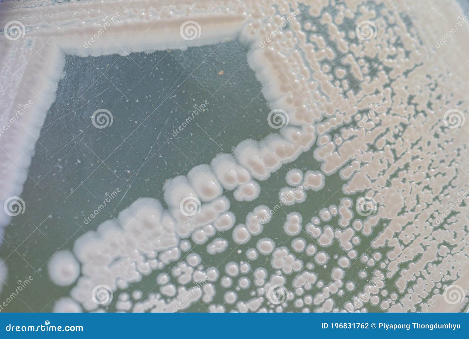 Yeast in Petri Dish for Education in Laboratories. Stock Photo Image