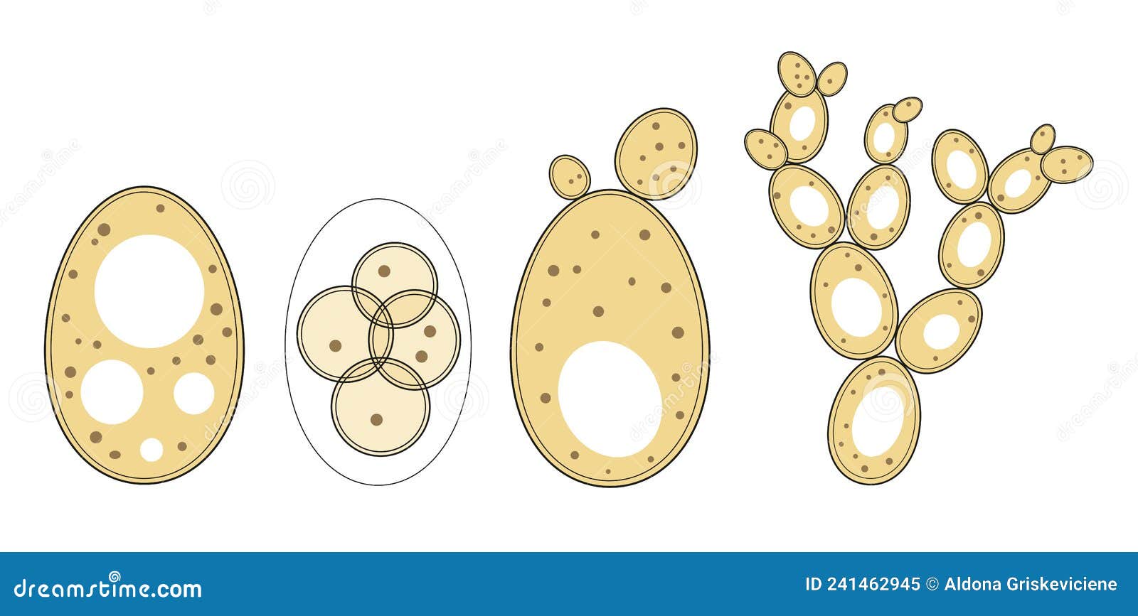 Рассмотрите рисунок с изображением дрожжей какое. Saccharomyces почкование. Размножение дрожжей почкованием. Дрожжи грибы размножение. Почкование дрожжевых грибов.