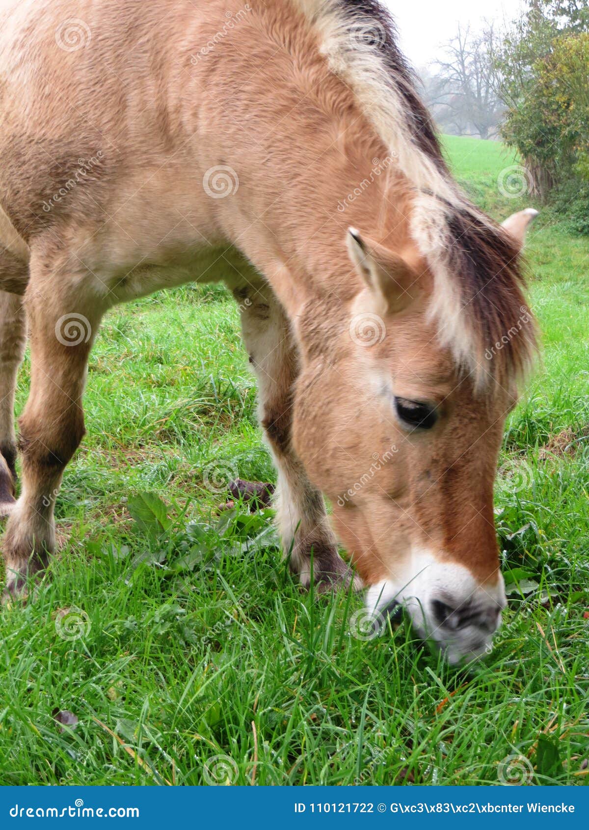 Yegua noruega del caballo. Pasto noruego de la yegua del caballo hambriento en un prado