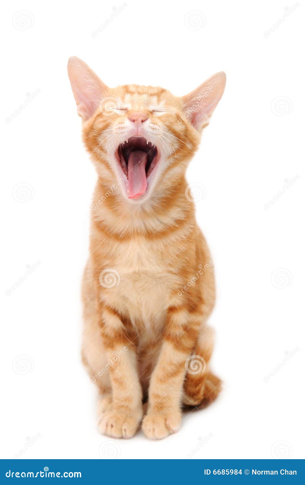 Yelling Orange Tabby Kitten Stock Photo Image of isolated, yell 6685984