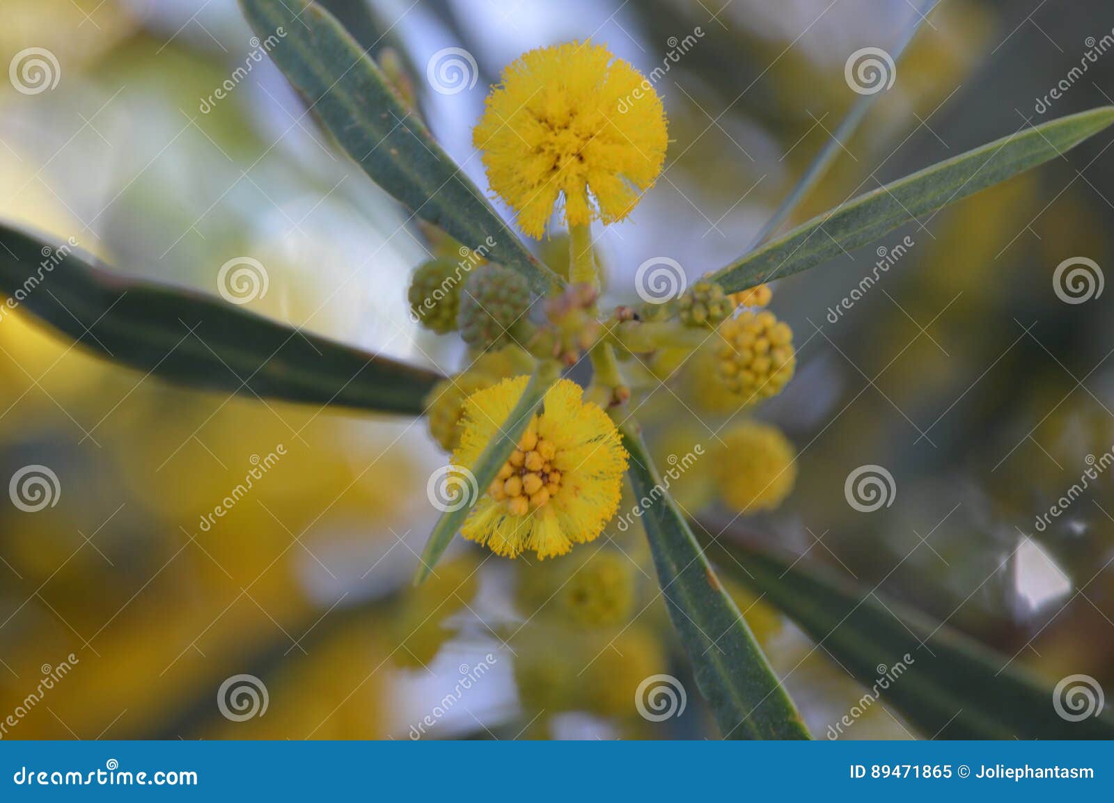 Yellow Acacia Dealbata Stock Image Image Of Pistil Silver
