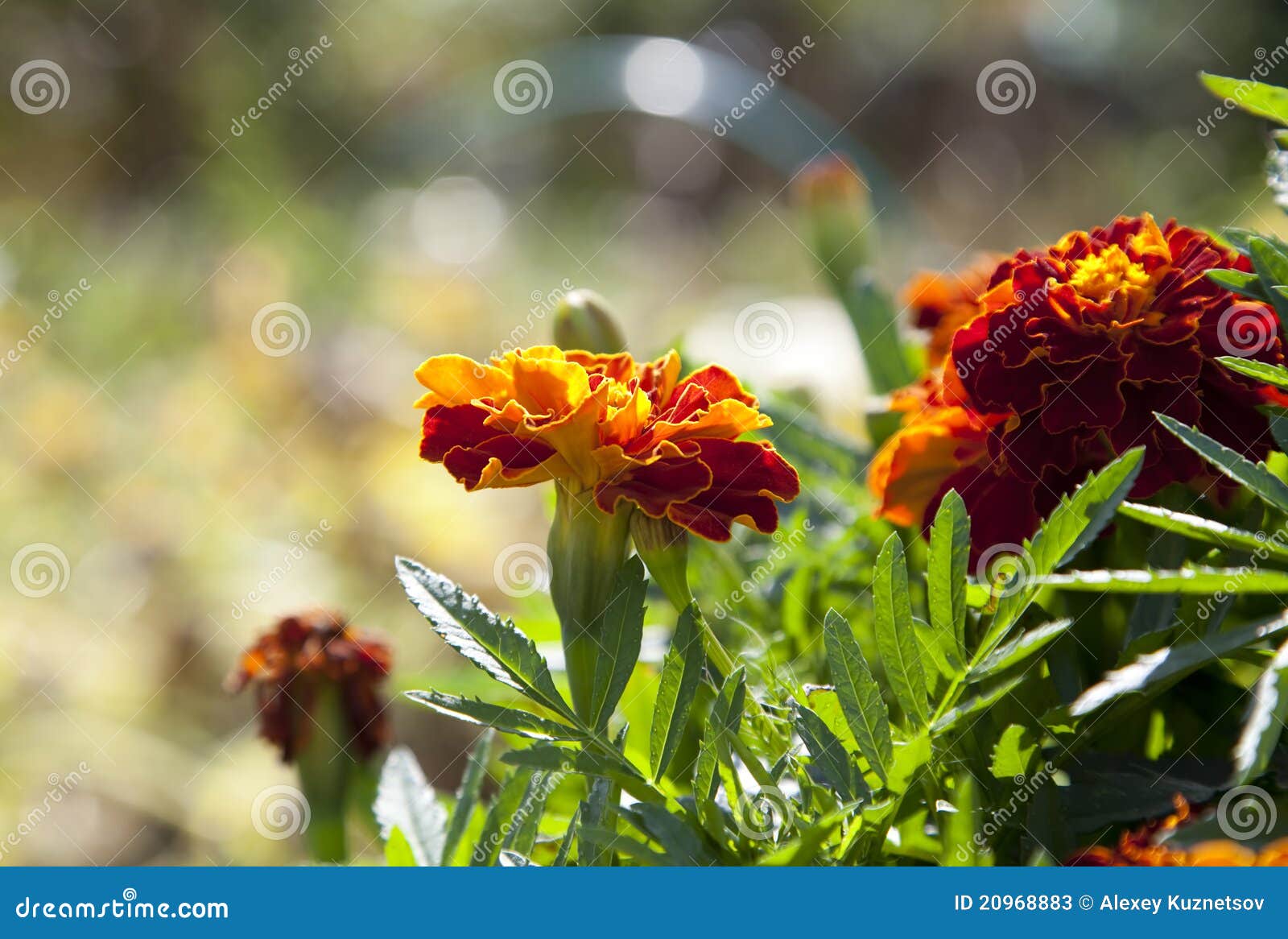 Yellow African Marigold Flower Stock Image Image of color, horizontal
