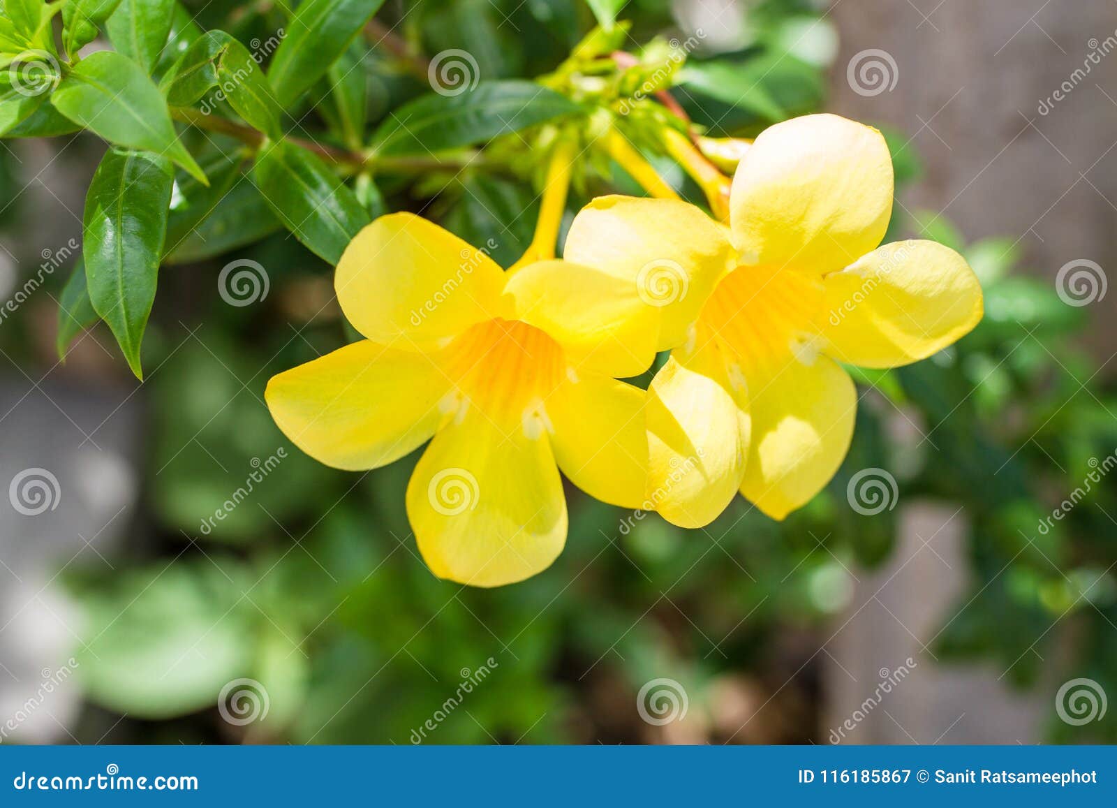 Yellow Allamanda flowers. stock image. Image of beautiful - 116185867