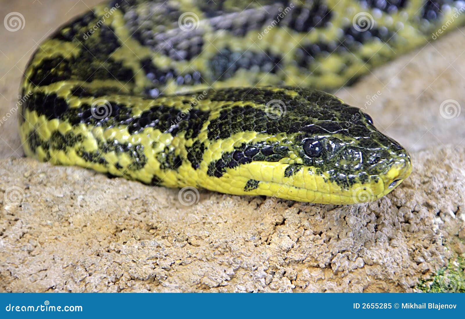 The Yellow Anaconda (Eunectes Notaeus), Also Known As The Paraguayan ...