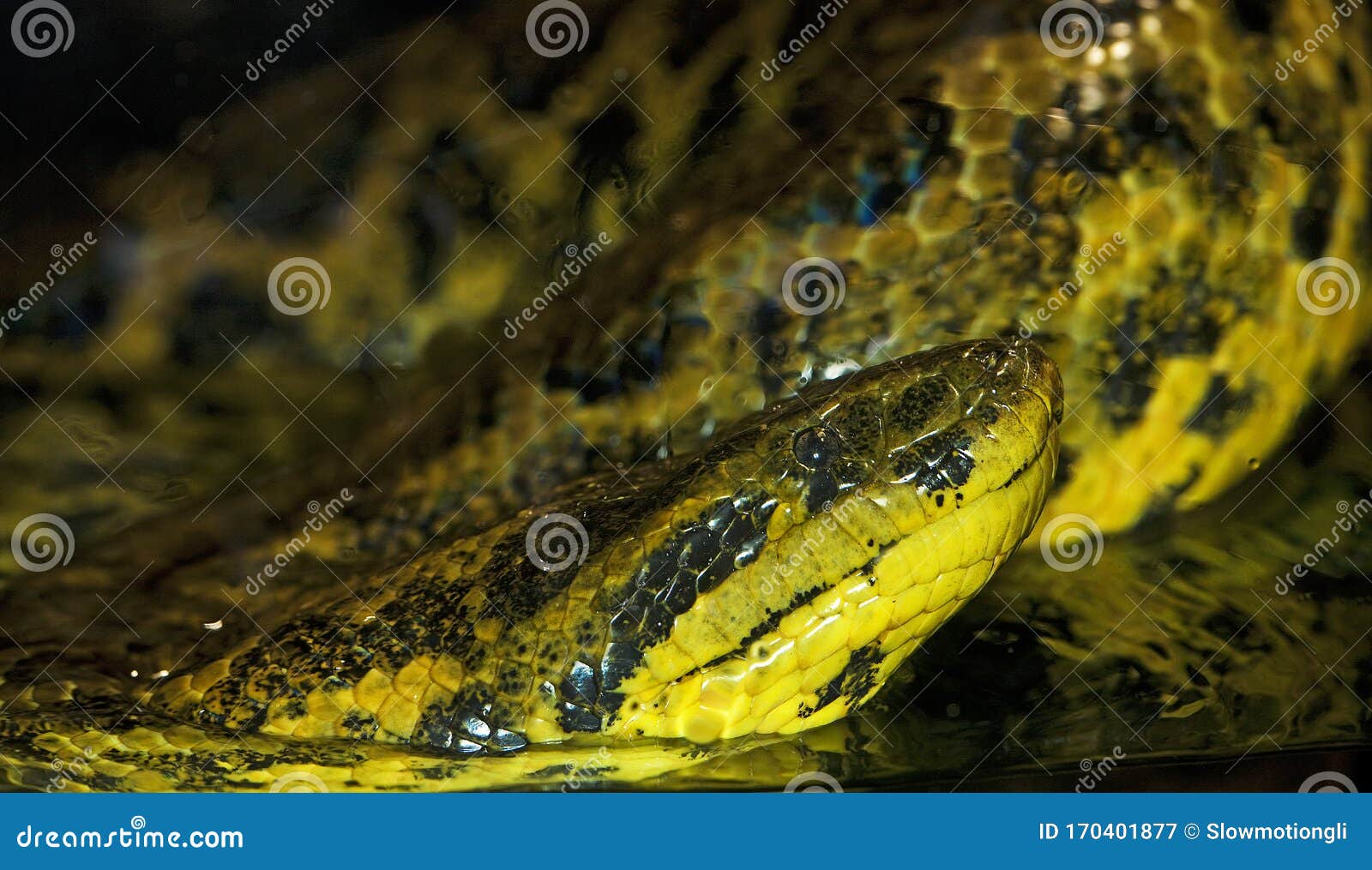 anaconda jaune eunectes notaeus