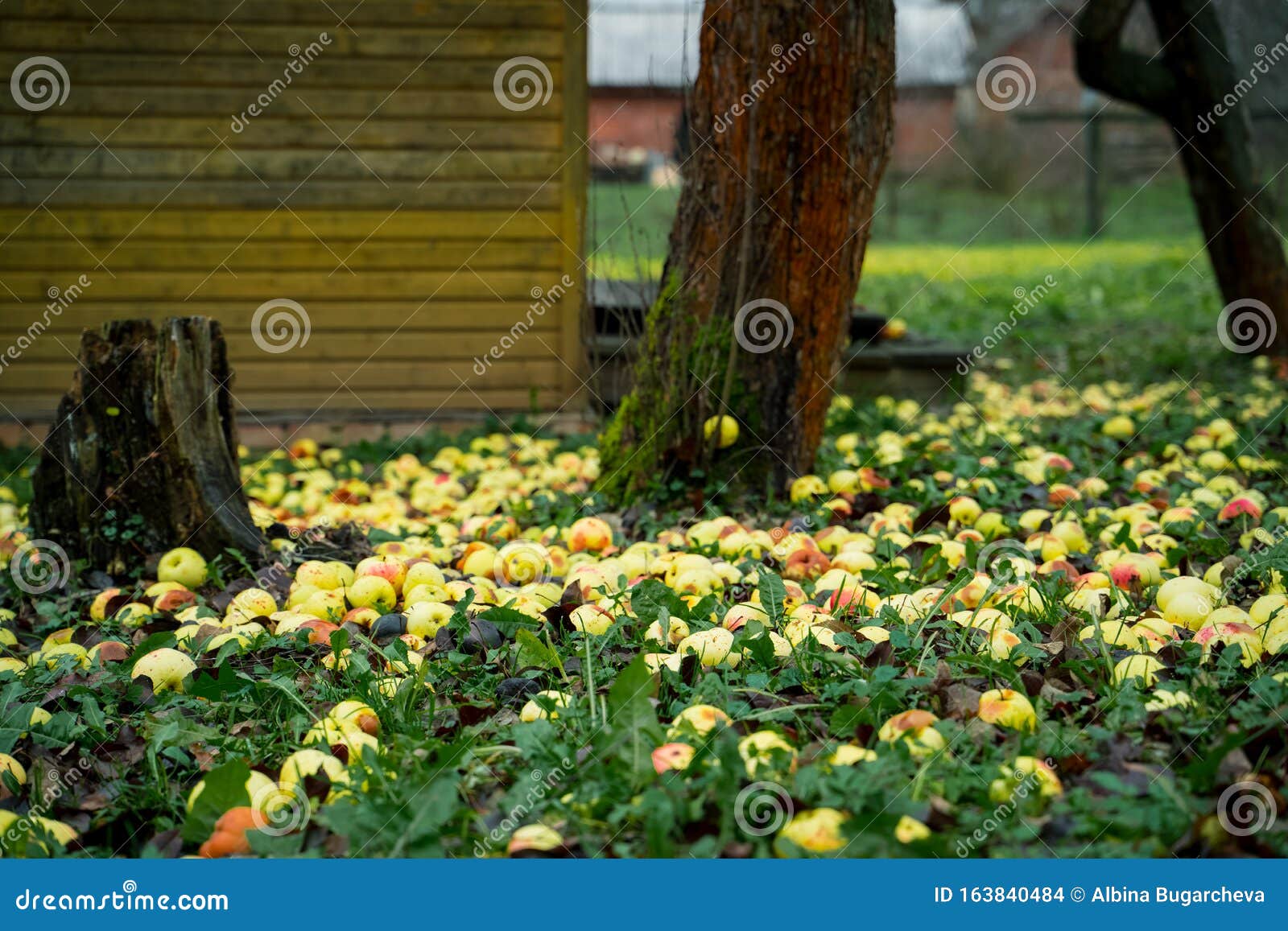 Yellow Apples Laying Under Apple Tree on Grass on Late Autumn Day Stock