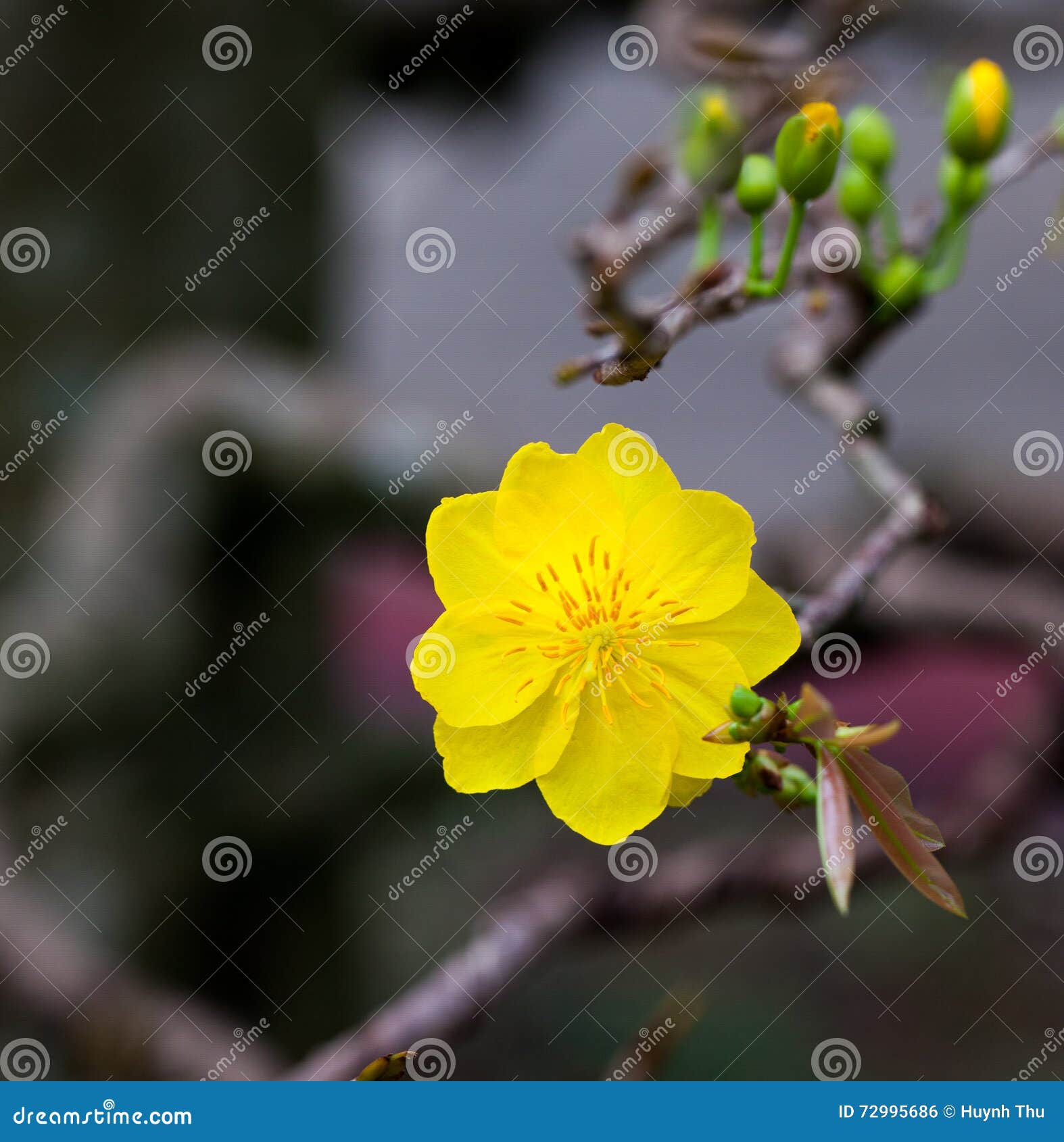 Yellow Apricot Blossom Closeup Hoa Mai Stock Photo Image Of