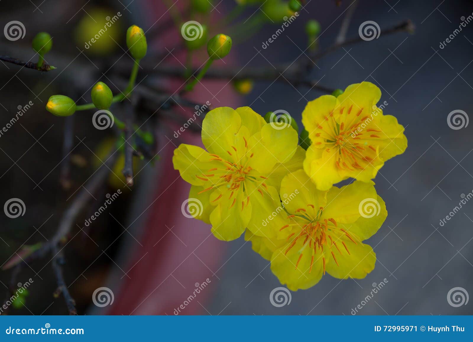 Yellow Apricot Blossom Closeup Hoa Mai Stock Image Image Of Fair