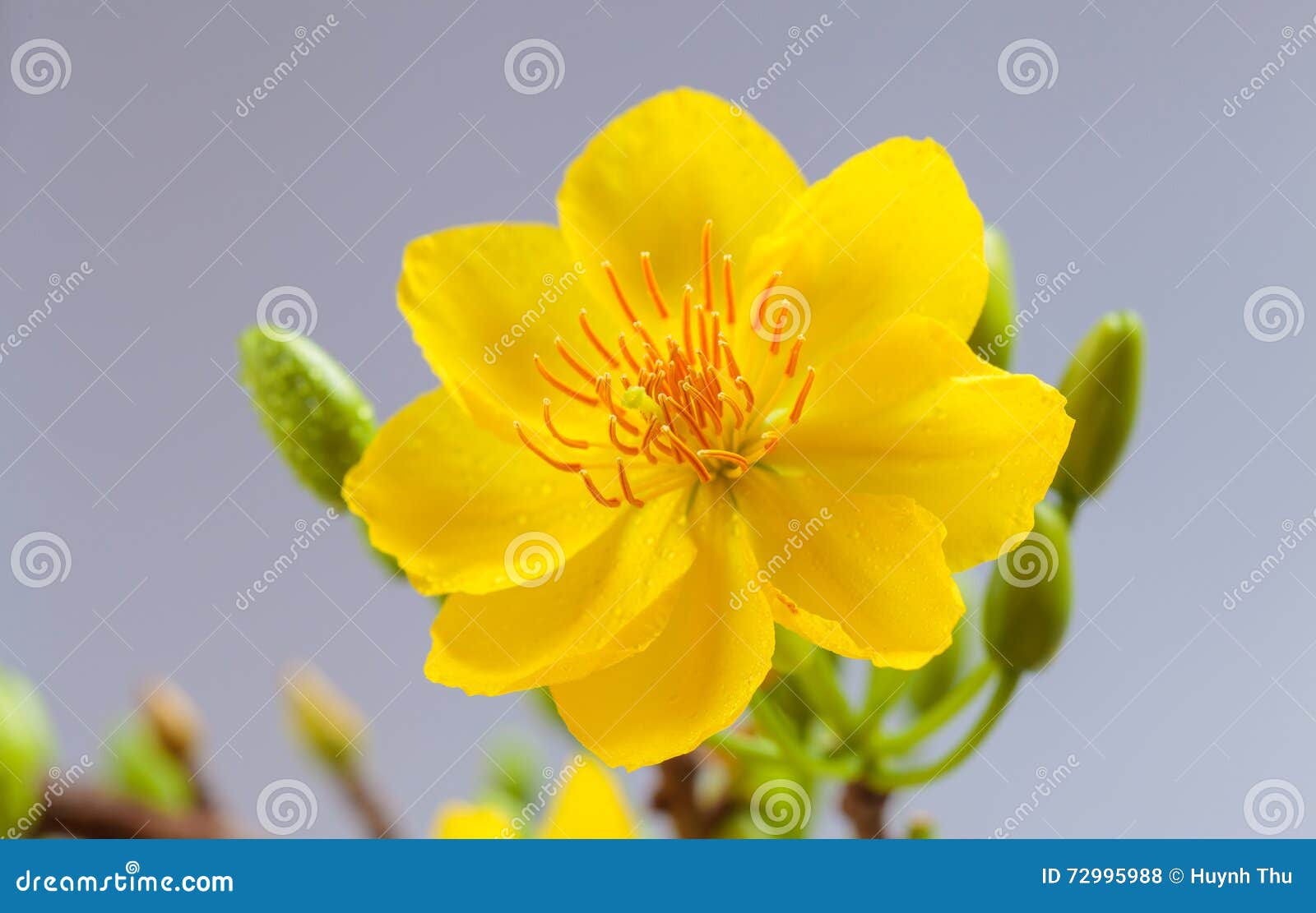 Yellow Apricot Blossom Closeup Hoa Mai Stock Photo Image Of