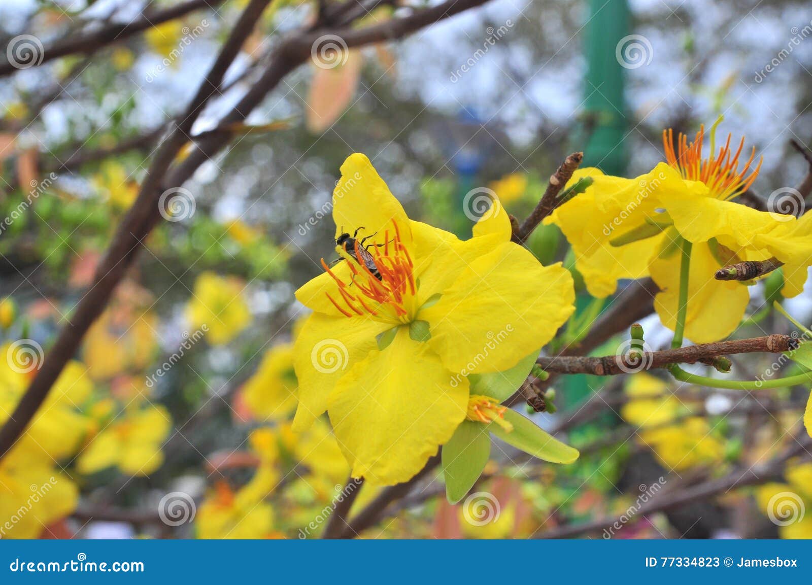 Yellow Apricot Blossom in the Spring Stock Image Image of drops, pots