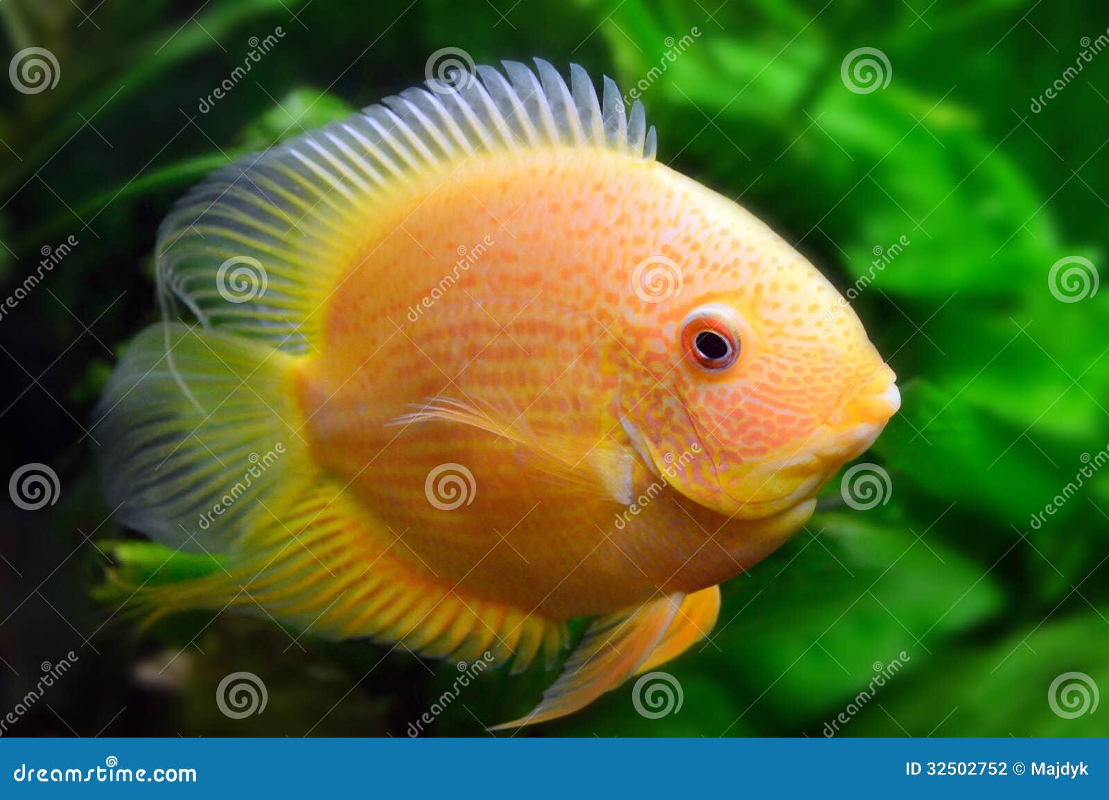 Yellow aquarium fish stock photo. Image of fauna, beauty 32502752