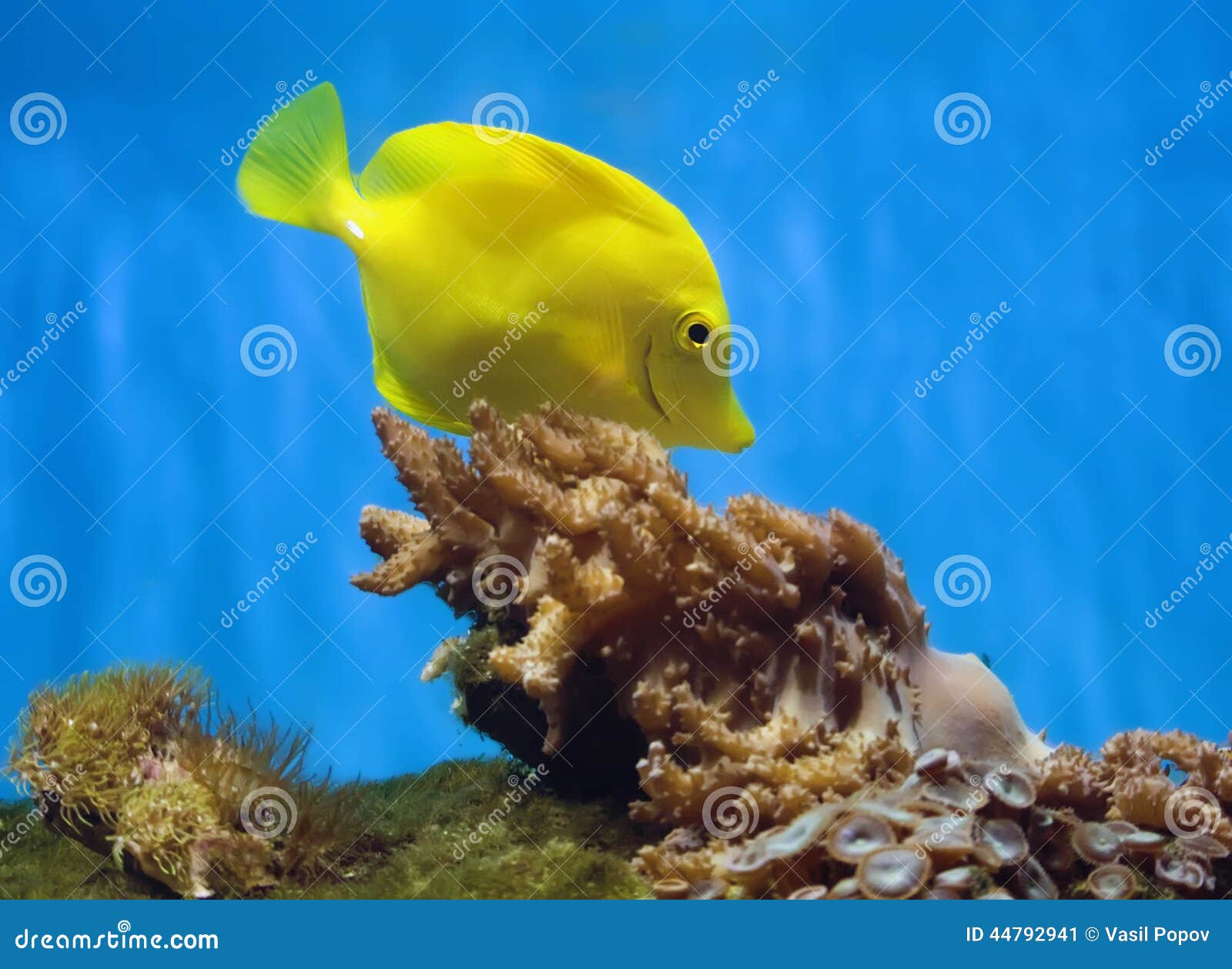 Yellow aquarium fish stock image. Image of fish, wild - 44792941