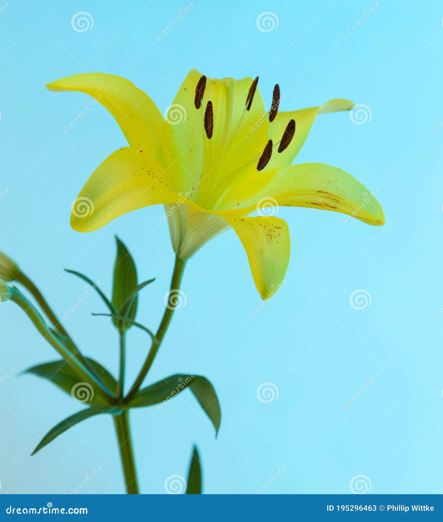 A Yellow Asiatic Lily Lillium Flower with Green Stem and Leaves Stock Image  - Image of outdoors, background: 195296463