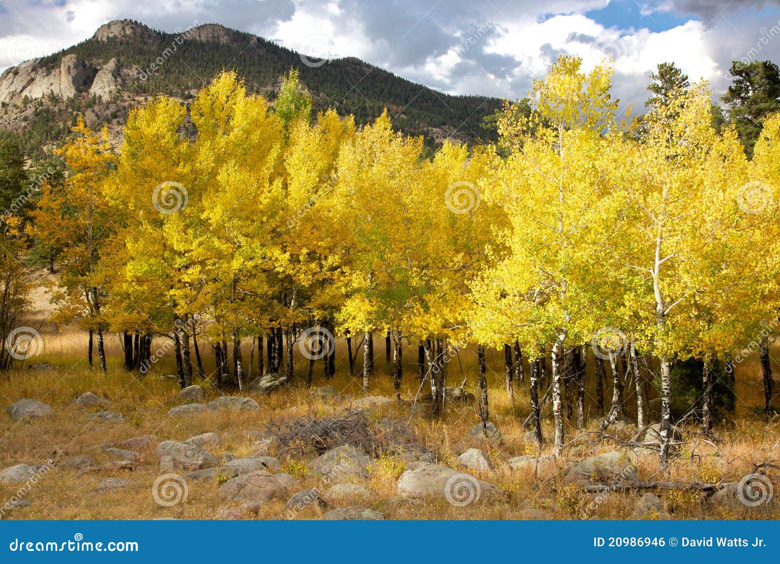 yellow aspen trees