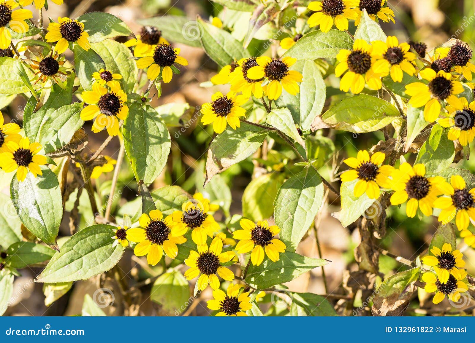 Yellow Autumn Flowers and Bright Sun Stock Photo Image of flowers