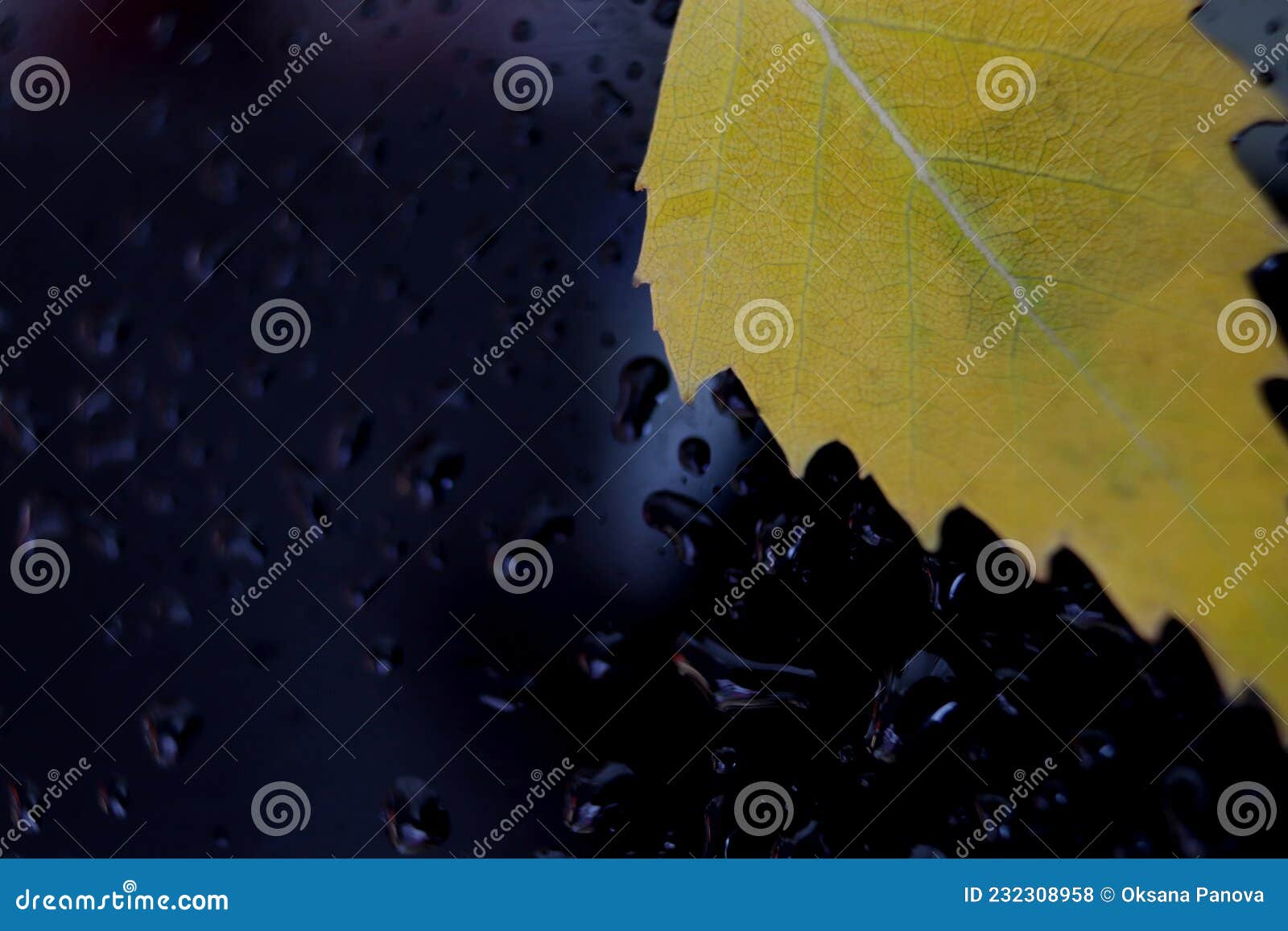 yellow autumn leaf on a dark background with water drops, macro photography