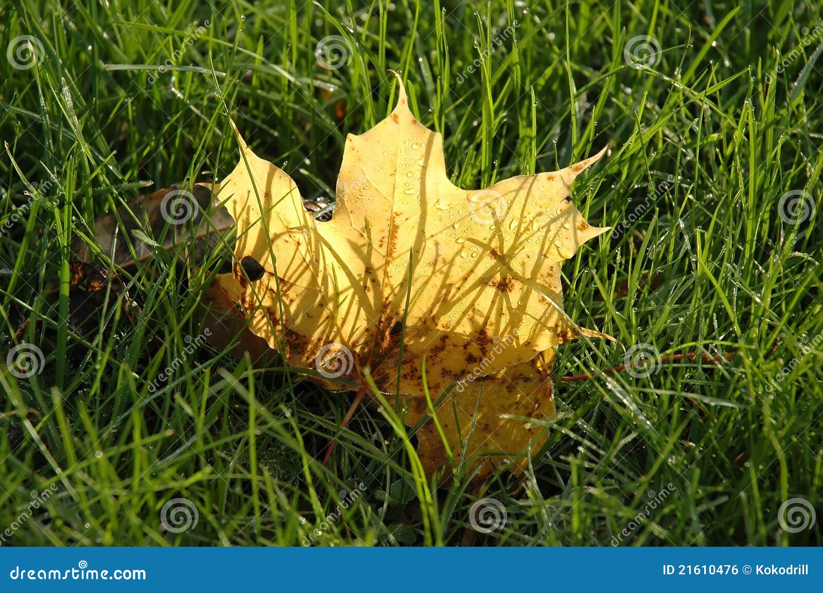 Yellow autumn maple leaf on green grass