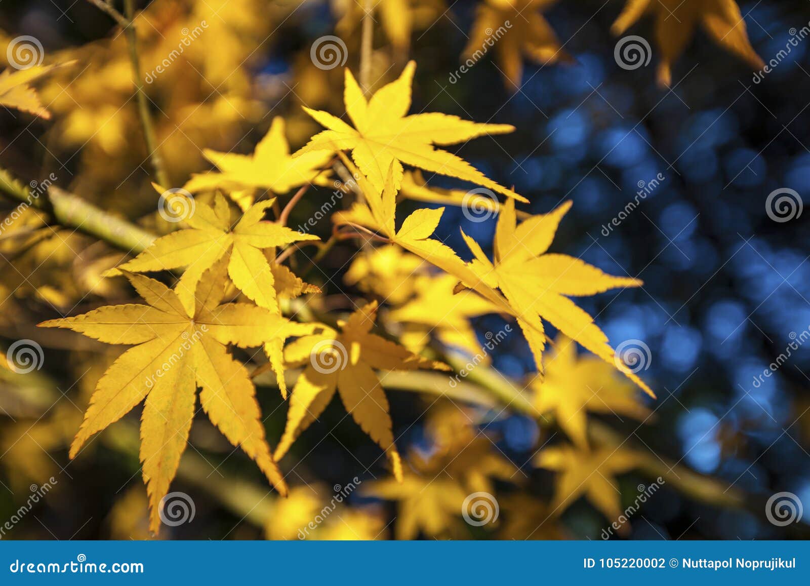 yellow autumn maple leaves very shallow focus