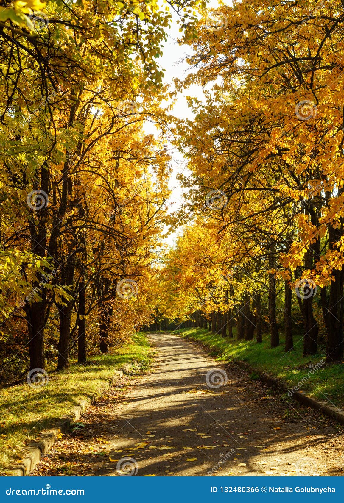 Yellow Autumn Trees On The Alley In The Park Stock Photo Image Of