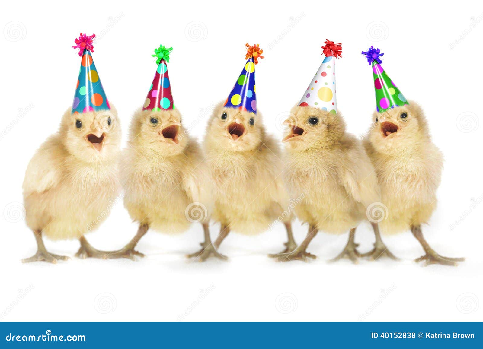 Yellow Baby Chicks Singing Happy Birthday Stock Photo - Image of live,  closeup: 40152838