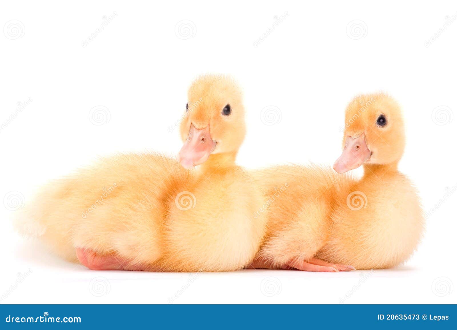 Yellow baby duck stock image. Image of fluffy, chick 20635473