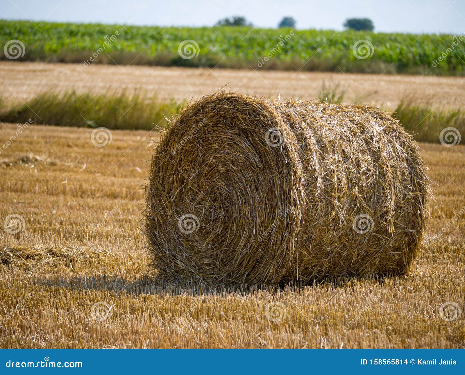 Yellow Bales of Hay on Filed in Summer Stock Photo Image of branch