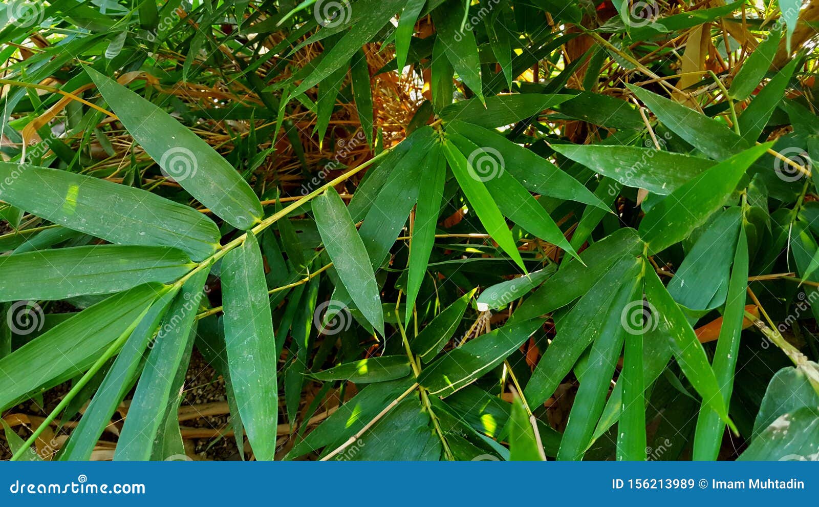 Yellow Bamboo Leaves, Materials for Making Various Handicrafts Stock Image Image of bamboo