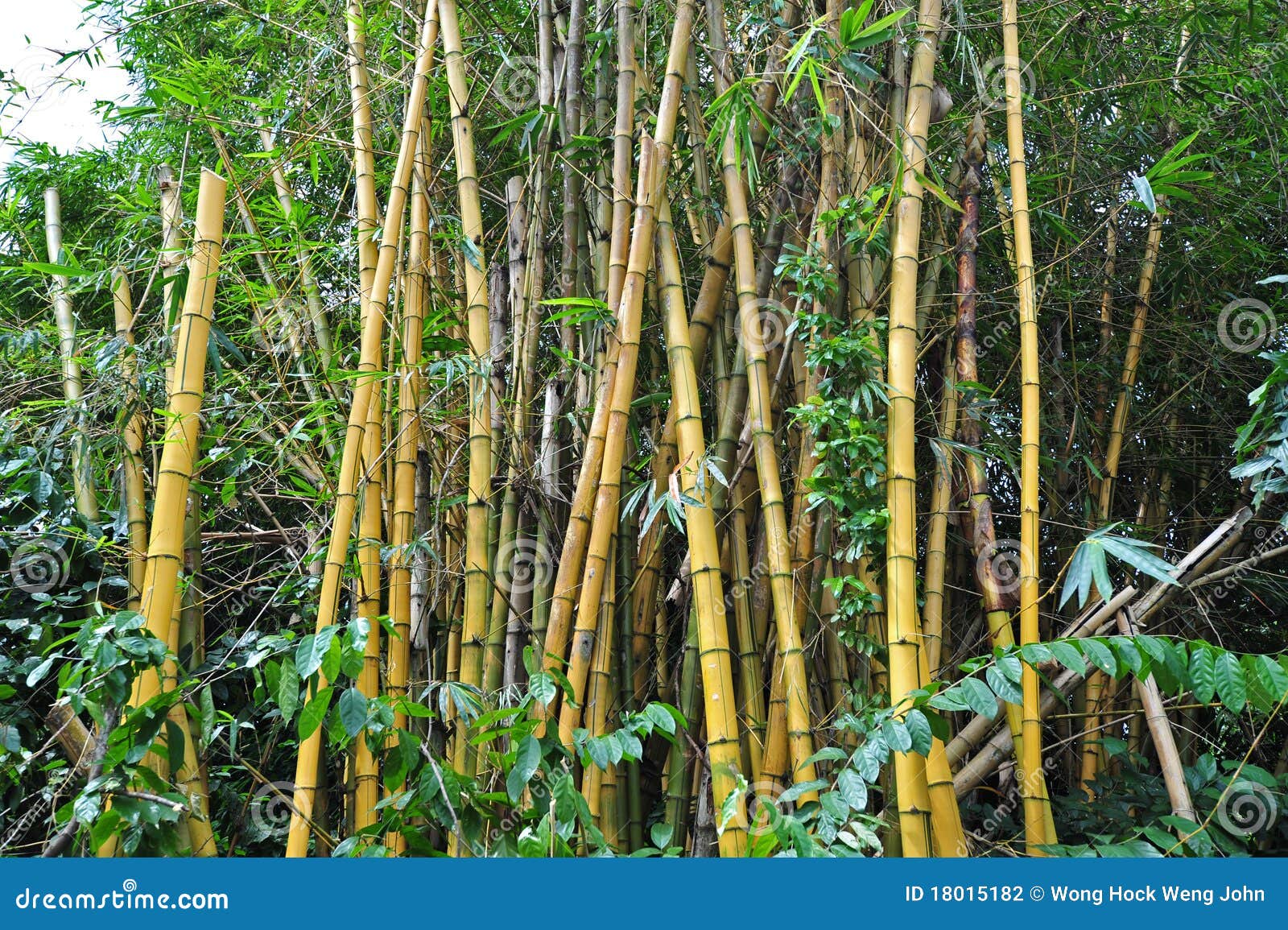 Yellow bamboo plant stock photo. Image of stick, garden 18015182