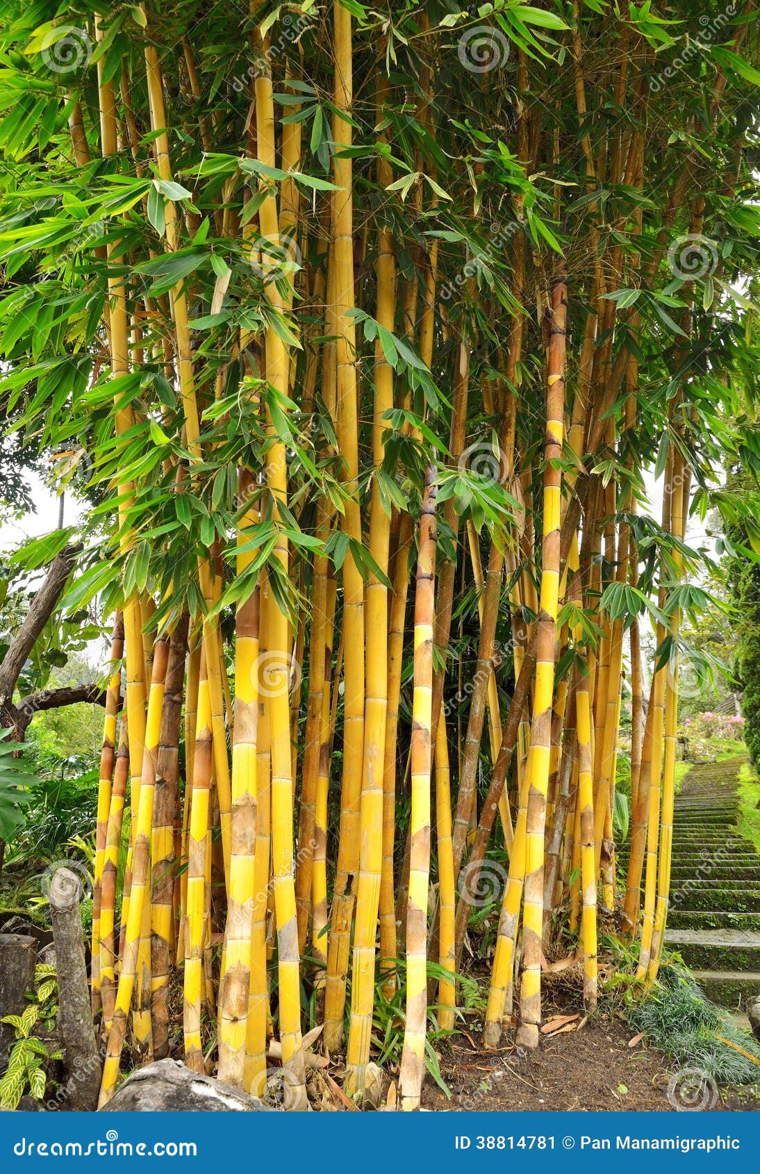 Yellow Bamboo Plant & X28;Bambusa Vulgaris Var Striata& X29; Royalty